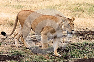 Lion walking