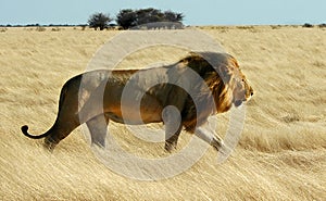 Lion walking