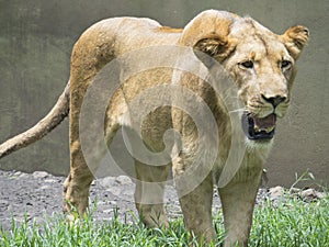 Lion walking