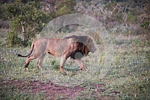 Lion walking in the African savannah of South Africa, is the great African predator as well as the star of safaris photo