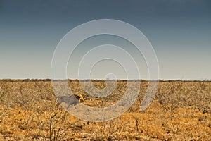 Lion walking on the African savannah. With sunset light, side view. Namibia. Africa.