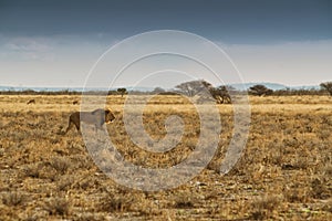 Lion walking on the African savannah. With sunset light, side view. Namibia. Africa.