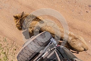 Lion walking along a safari vehicle in Masai Mara National Reserve, Ken