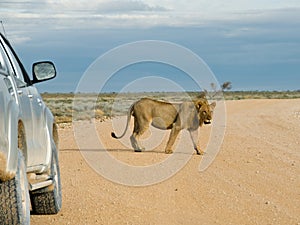 Lion walking by car, Namibia