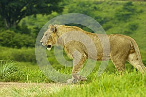 Lion walking in Game reserve in South Africa