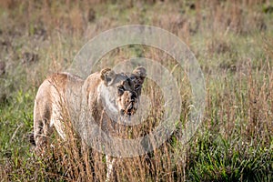 Lion walking in the grass in Welgevonden