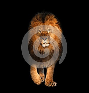 Lion walking isolated on black king of animals