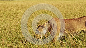 Lion Walking, Lioness Prowling and Hunting in Long Tall Grass, Africa Animals Close Up on Wildlife S