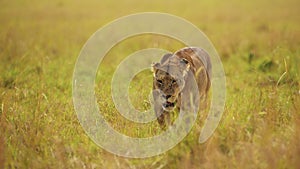 Lion Walking, Lioness Prowling and Hunting in Long Tall Grass, Africa Animals on Wildlife Safari in