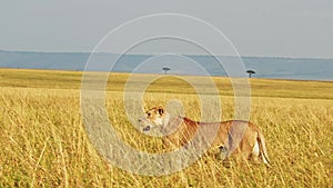 Lion Walking, Lioness Prowling and Hunting in Long Tall Grass, Africa Animals on Wildlife Safari in