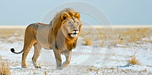 A lion walking majestically across a snowy savanna landscape