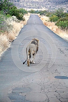 Lion walking on a road