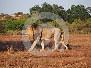 Lion walking proud in Mashatu Game reserve, Botswana.