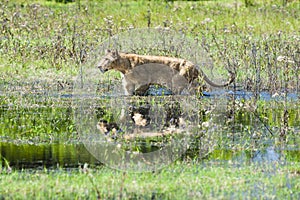 Lioness walking through flood, beautiful scenery, Okavango Delta, Botswana. Wildlife