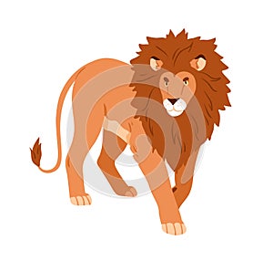 Lion walking. Wild feline animal with shaggy mane, hairy head going and looking ahead. African male leo, jungle king