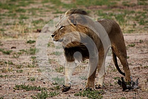 Lion walking with wind through mane