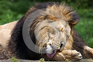 Lion washing