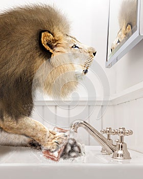 Lion Washing Paws in Bathroom In Front of Mirror