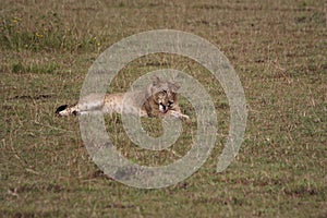 Lion washing it`s foot