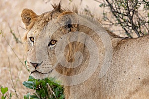 Lion watchful in the grasslands on the Masai Mara, Kenya Africa