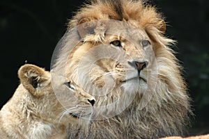 Lion watching photo