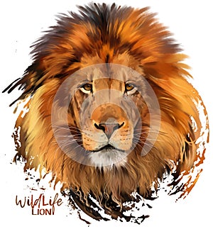 Lion watercolor painter