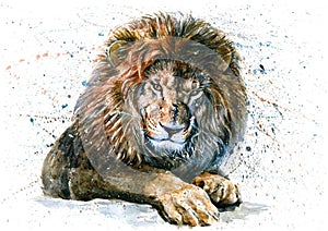 Lion watercolor predator animals wildlife painting