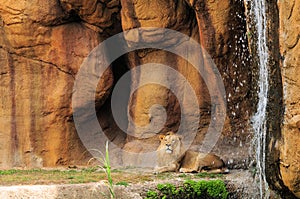 Lion and Waterfall (Horizontal)