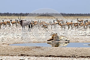 Lion at the waterhole - Namibia Africa