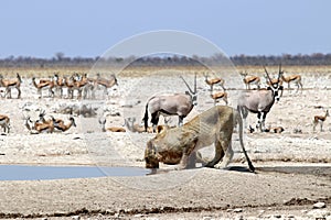 Lion at the waterhole - Namibia Africa