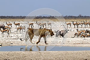 Lion at the waterhole - Namibia Africa