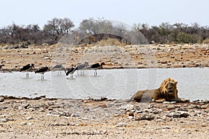 Lion at the waterhole - Namibia Africa