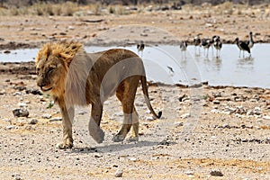 Lion at the waterhole - Namibia Africa