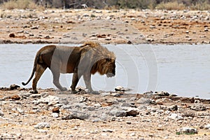 Lion at the waterhole - Namibia Africa