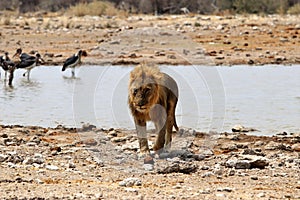 Lion at the waterhole - Namibia Africa