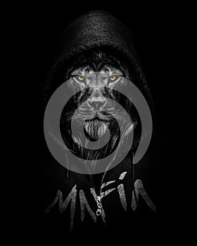 Lion wearing a hooded sweatshirt written Mafia ,Gangster style black and white isolated