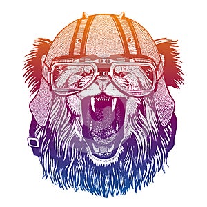 Lion wearing motorcycle helmet. Speed and road. Vintage style vector illustration. Face of dangerous wild animal