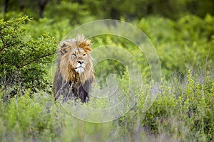 Lion in wild in Kruger South Africa photo