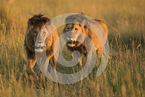 Lion in wild in Kruger South Africa