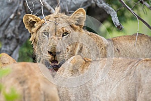 Lion in wild South Africa