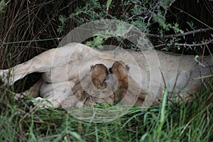 Lion wildafrica savannah Kenya