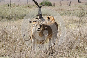 Lion wildafrica savannah Kenya
