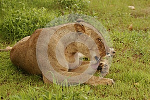 Lion wildafrica savannah Kenya