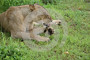 Lion wildafrica savannah Kenya