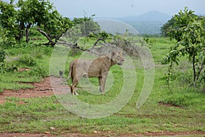 Lion wildafrica savannah Kenya