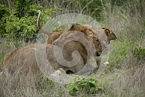 Lion wildafrica savannah Kenya