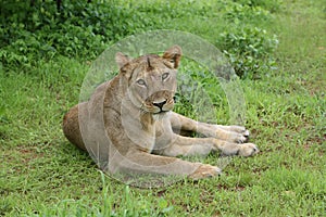 Lion wildafrica savannah Kenya