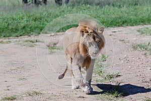 Lion Wildlife