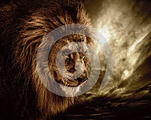 Lion in wildlife photo