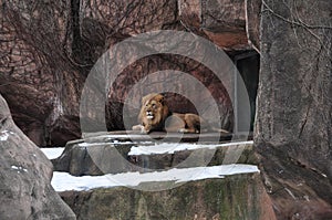 Lion in Winter: Solitude